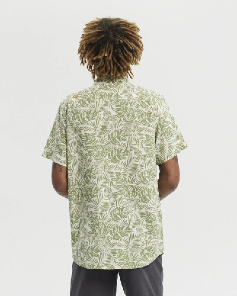 Fern